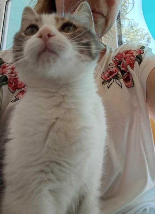 Коте Тигър търси дом