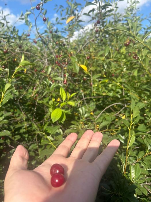 Продам дом с.Еликти