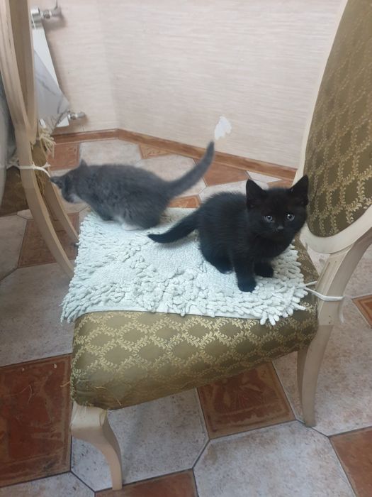 Котята ищут семью.