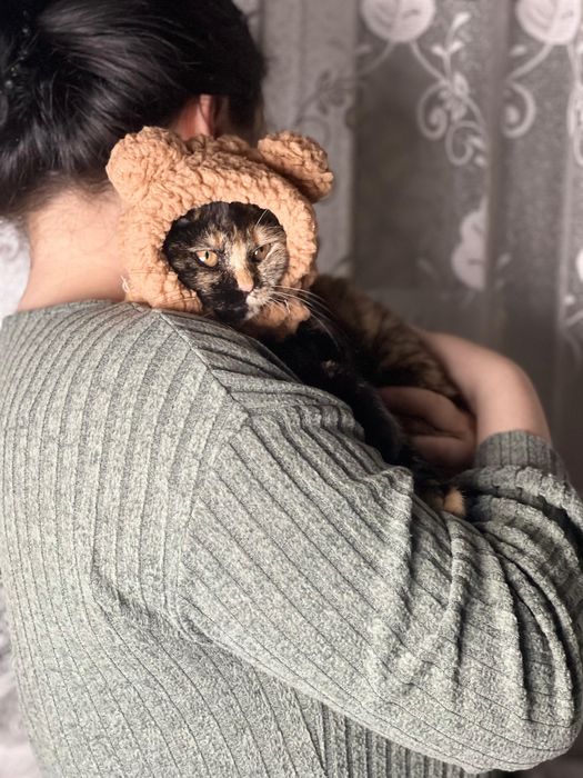 Отдам бесплатно кошку черепахового окраса