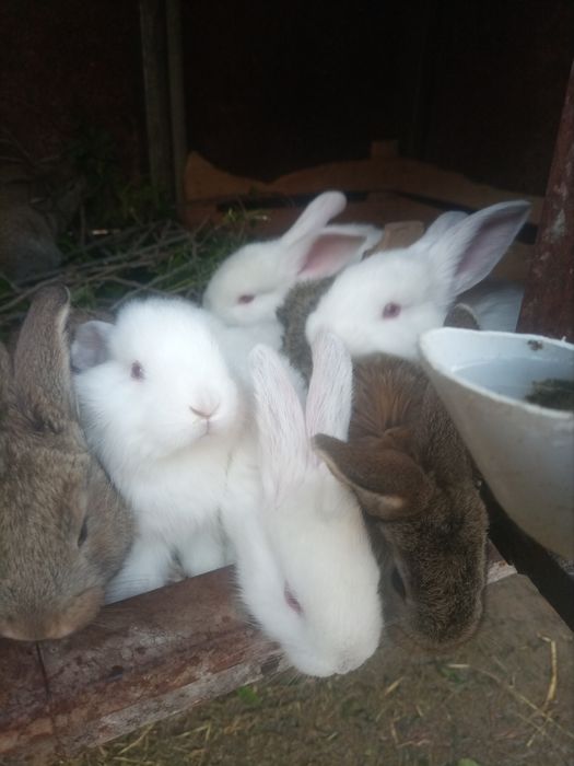 Крольчата 1.5 месячные
