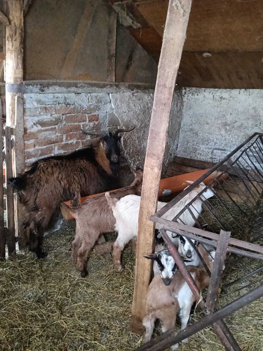 Vând țap și iezi