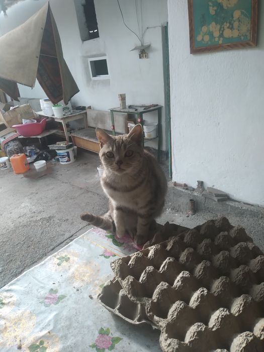 Кошечка британская,короткошерстная