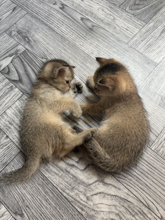Продаются котята Золотые шиншилы!!!возраст1.5 месяца