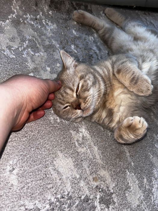 Котенок в добрые руки