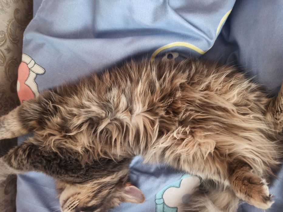 Кот 8 месяцев пушистый милый обязательно понравится