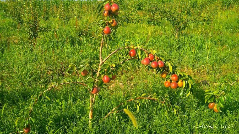 Barcha kuchatlar mavjud kelishilgan narxlarda