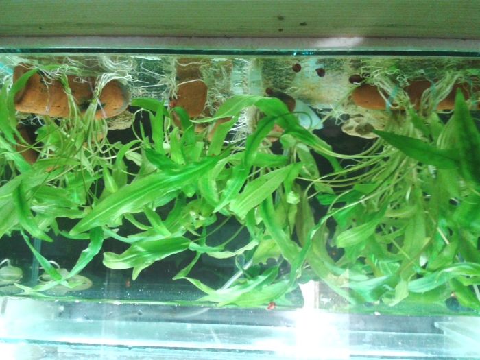 Растения за аквариум