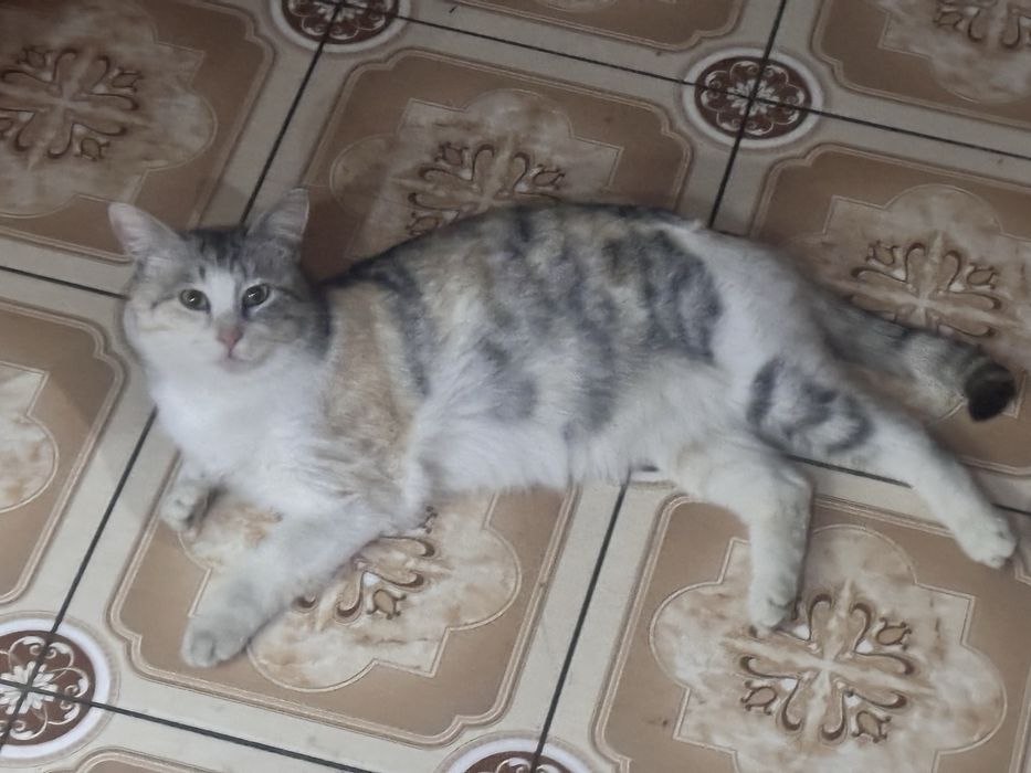 Отдам кошку в добрые и надежные руки