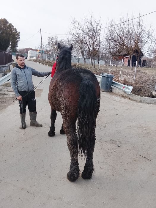Vând mânz de un an jumate