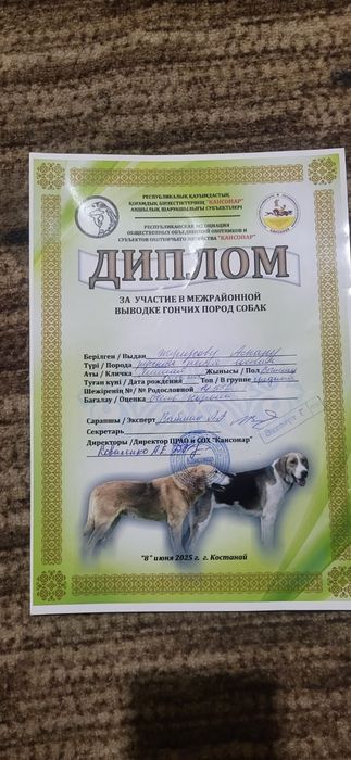 Продам щенков Русская Пегая Гончая
