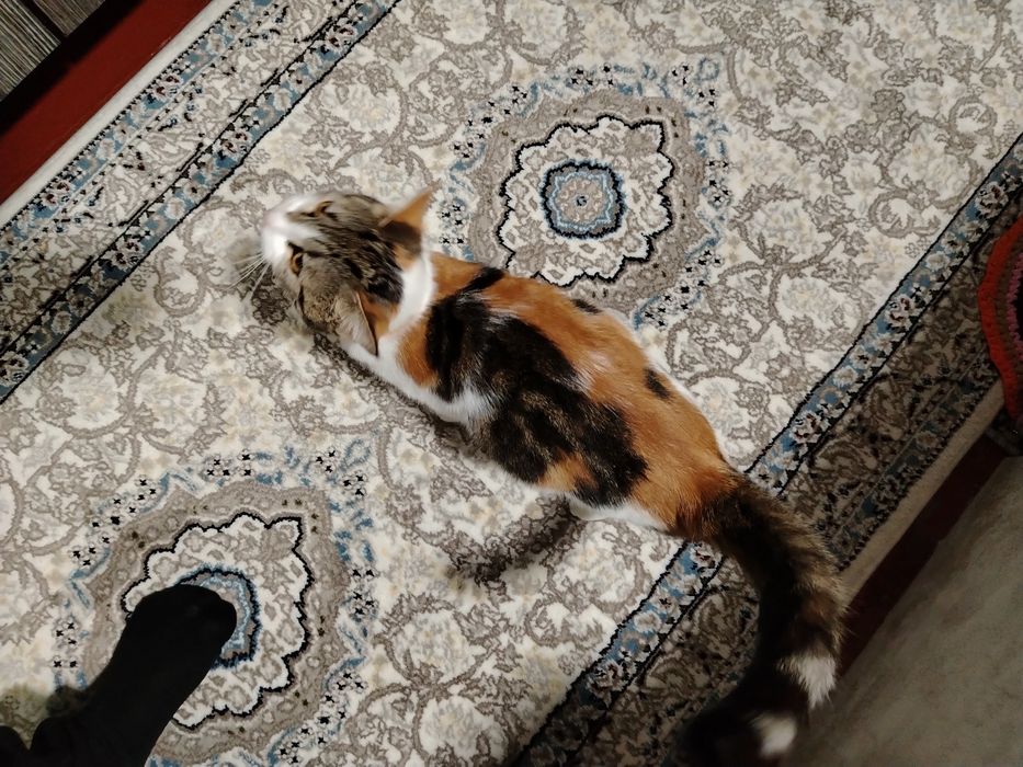 Damashni mushik berladi