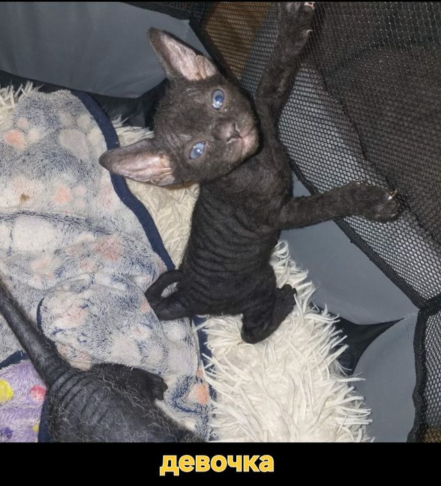 Канадские котята 1 месяц.