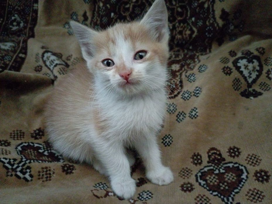 отдам котят в добрые руки!!