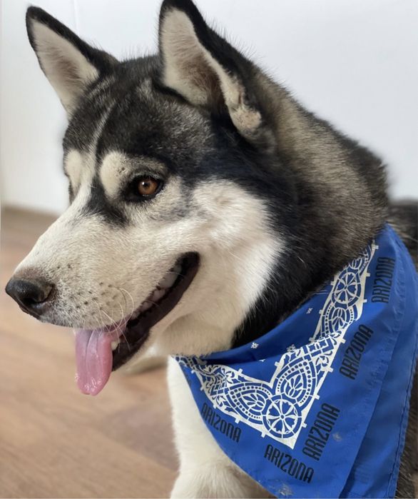 Пропала собака