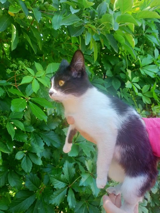 Котёнок в добрые руки