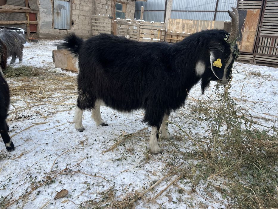 ешкі бар сатылады