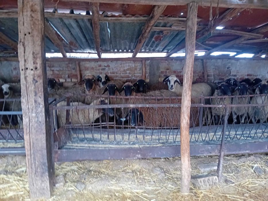 Продавам агнета и кочове