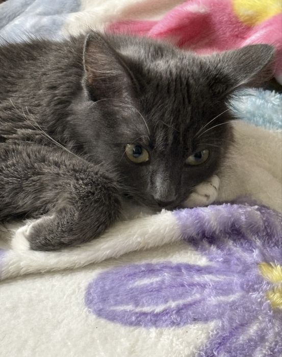 Отдам красивую кошку девочку