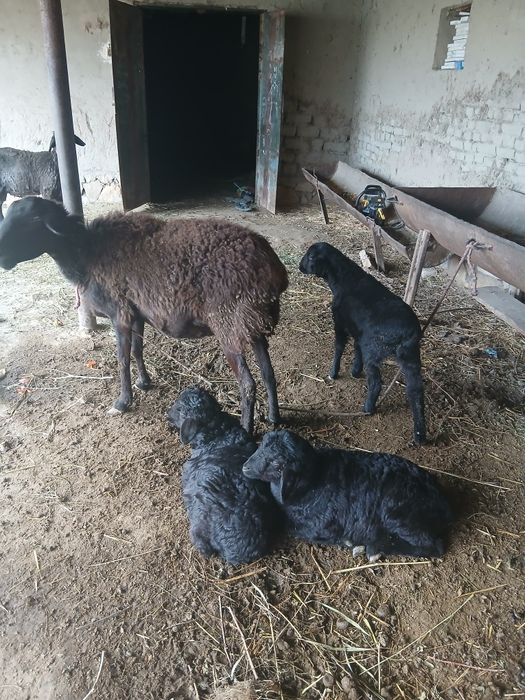 Zottor Qo'y 3 ta bolasi bilan.