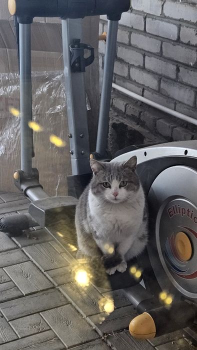 Котик в добрые руки