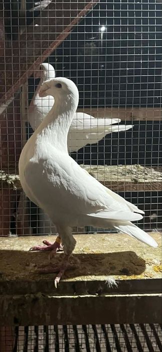 Porumbei germani de frumusete