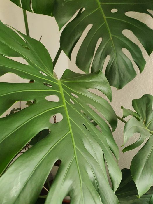 Vand planta Filodendron