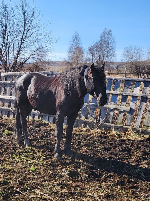 Продам жеребца, конь