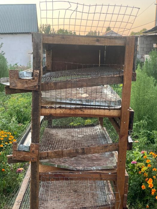 Бодене кора бу/у