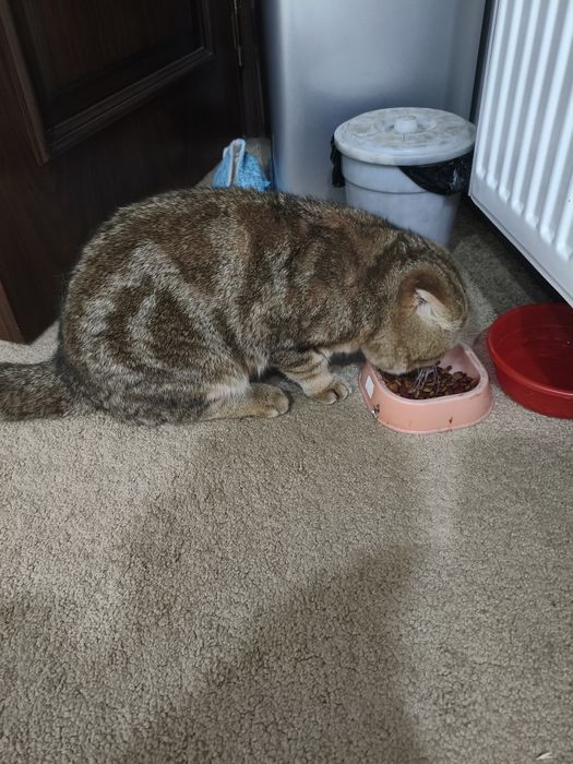 Vyazka nasil olishga