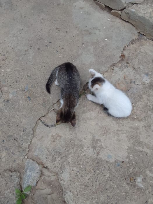 Donez pisici mici