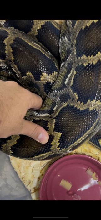 Тигровый питон кпупная змея