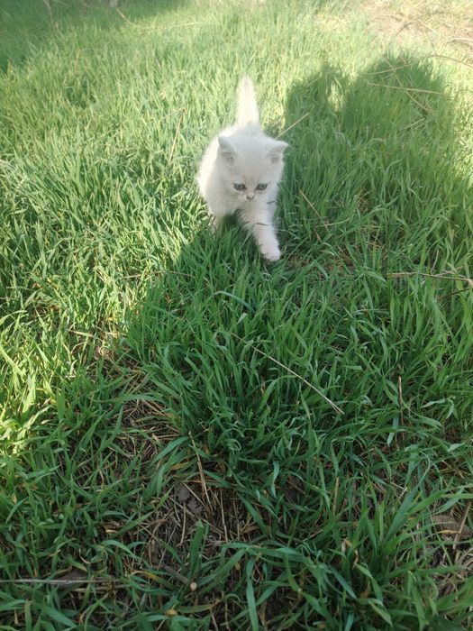 Котята Шиншиллы Серебро