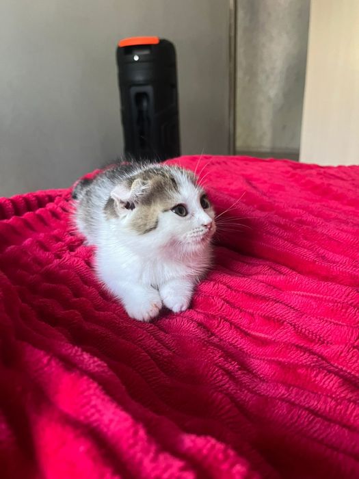 Котёнок около двух месяцев.