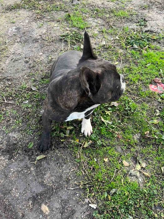 Френски булдог женски