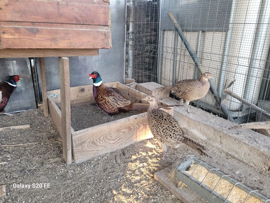 Vând familie de  fazani 2025.