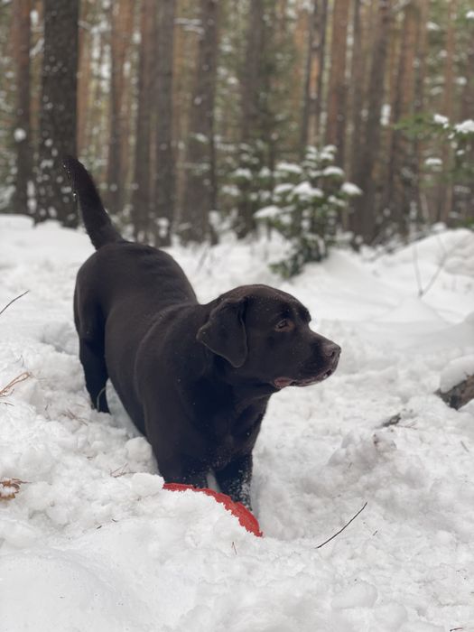 Выставочный лабродор ищет невесту