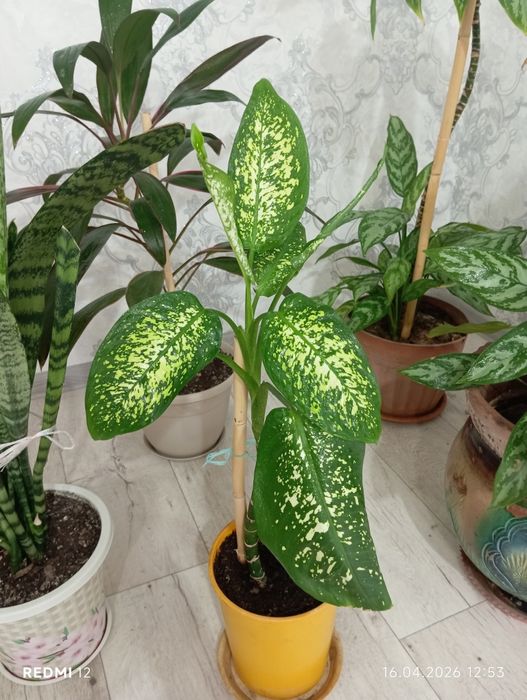 Продам комнатные цветы