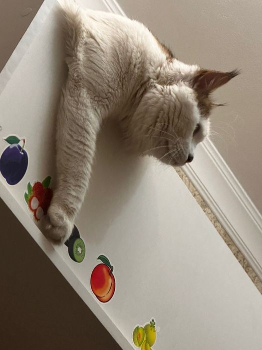 Отдам в ответственные руки