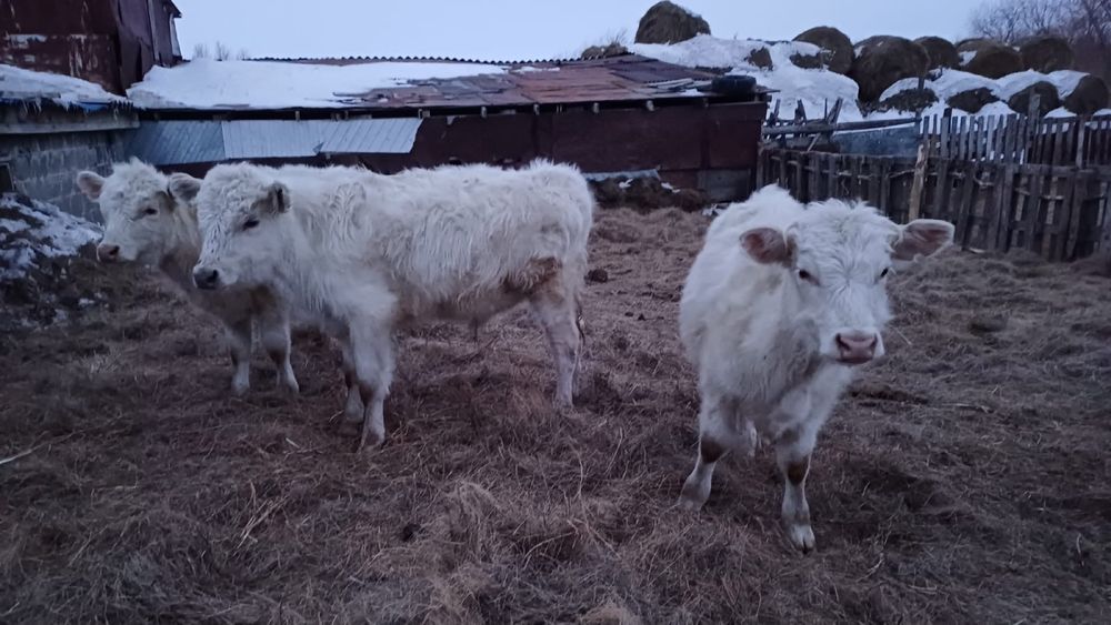 Сатылымда бұқашықтар 3 бас