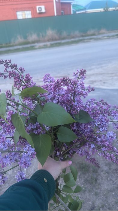 Сирень букет 600 тг