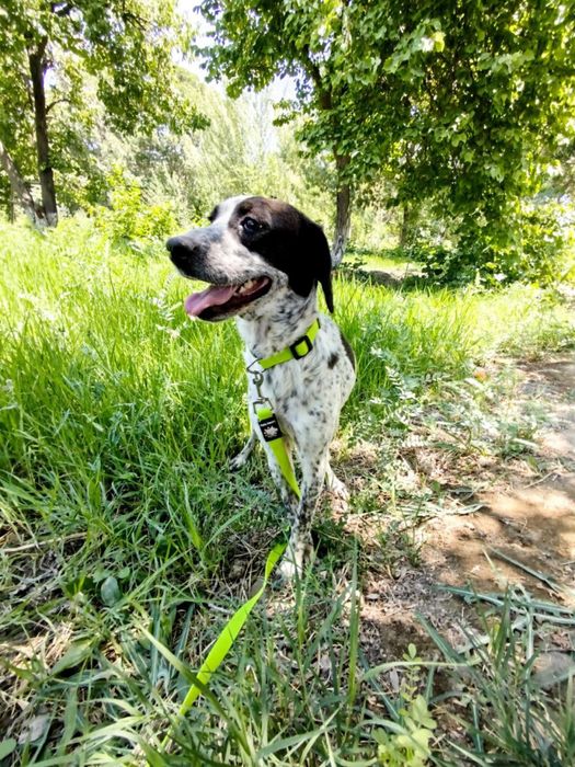 помесь курсцхаара в добрые руки