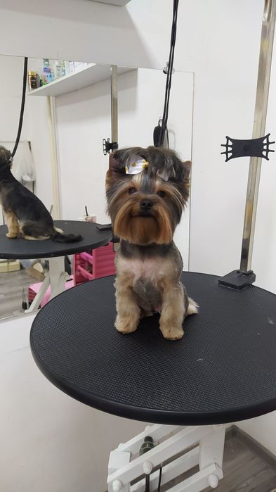 Стрижка собак, груминг