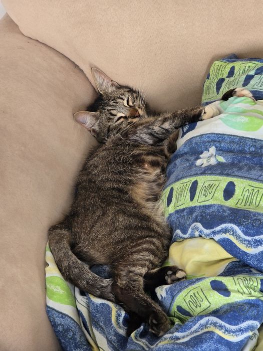 Женско коте, бременна