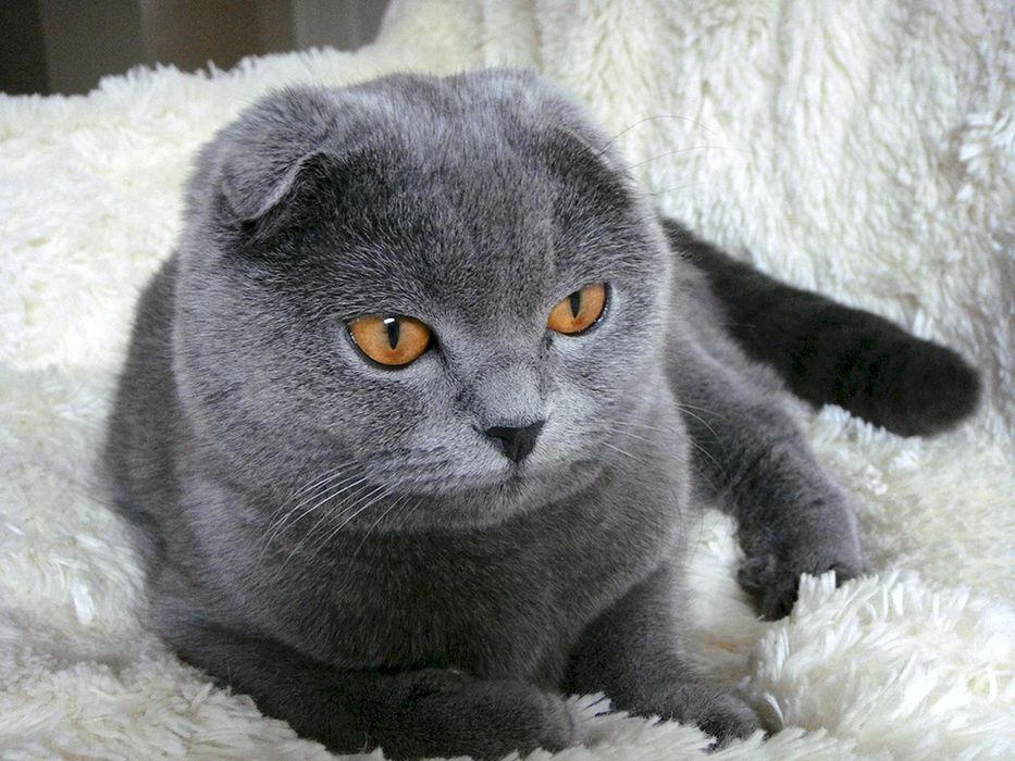 Британский Фолд, кошка самец