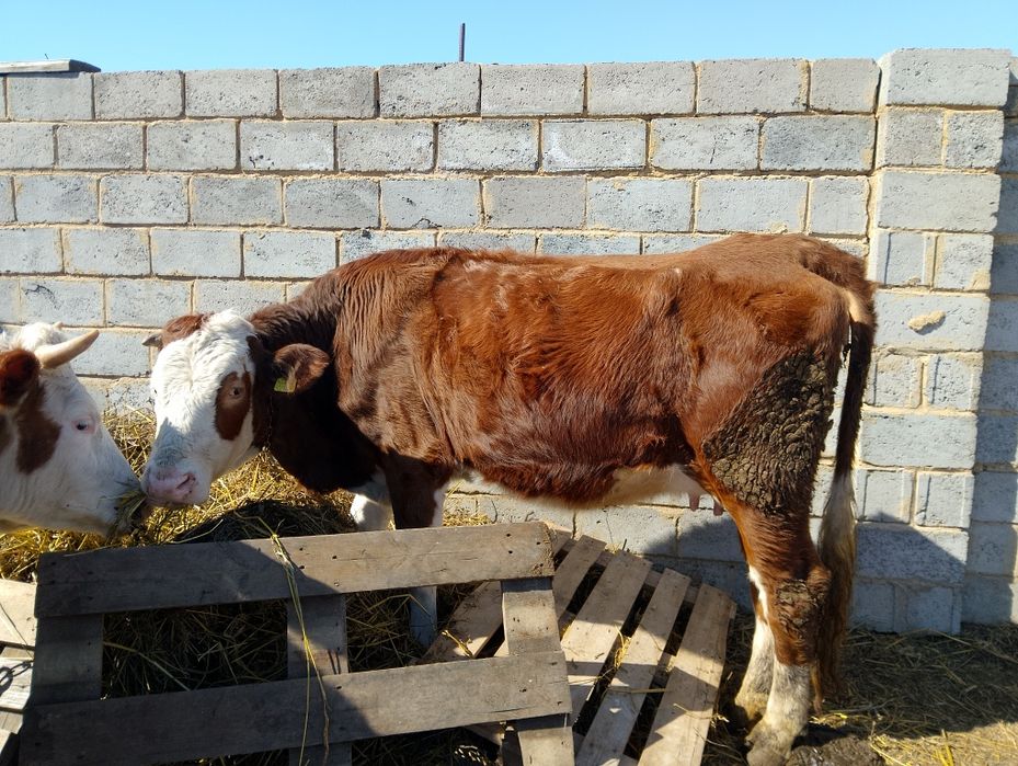 2 коровы и телёнок симментал