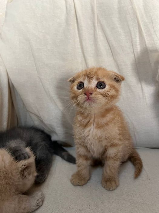 Scotish fold mushuklari