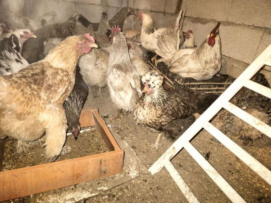 Дамашный тауыктар сатылады