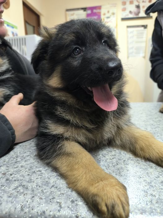 Щенки немецкой овчарки