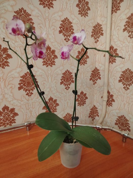 Орхидея цветок молодой